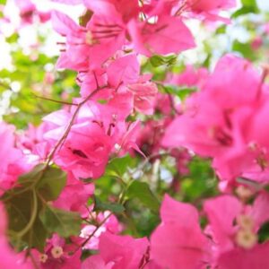 Guam territorial flower