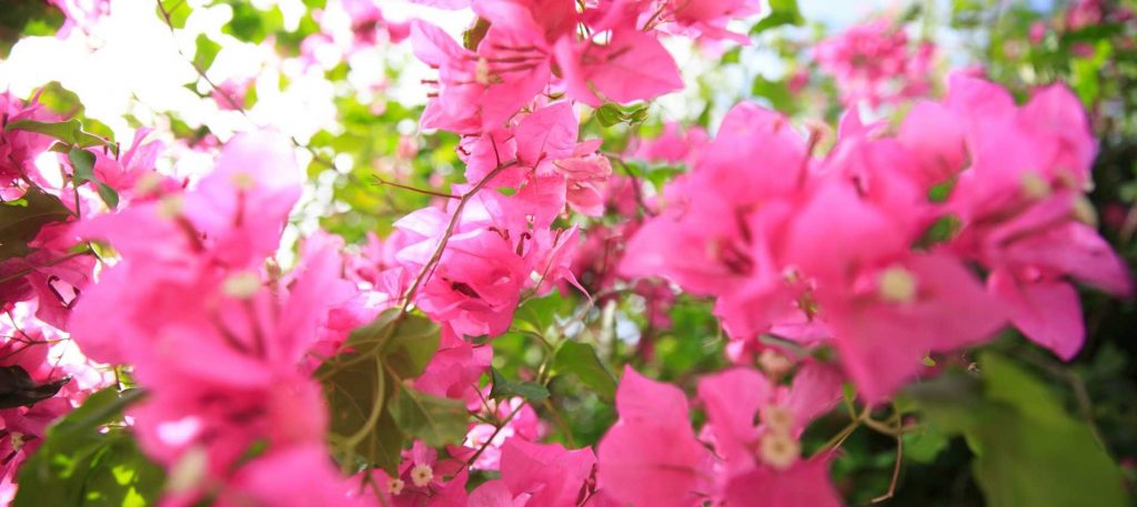 Guam territorial flower